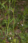 Lentil vetch